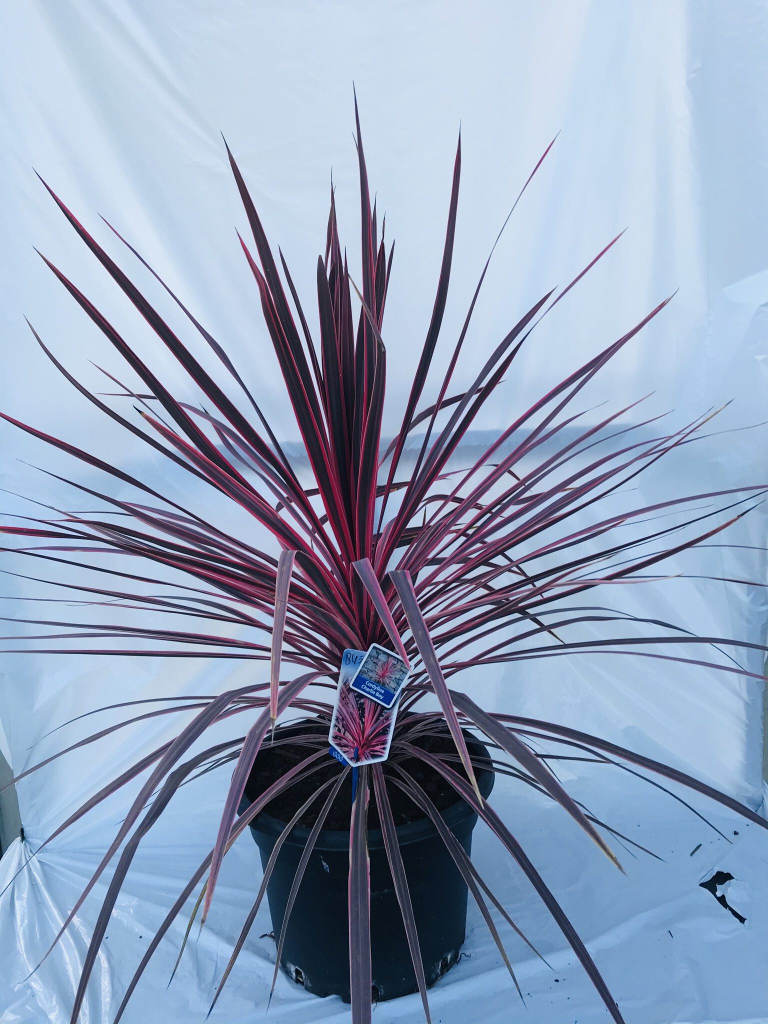 Cordyline australis Charlie Boy (‘RIC01’PBR) – Van Kleef Tuinplanten